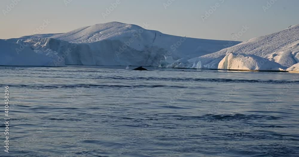 floating whales in the bay near the large glaciers floating whales in the bay near the large glaciers