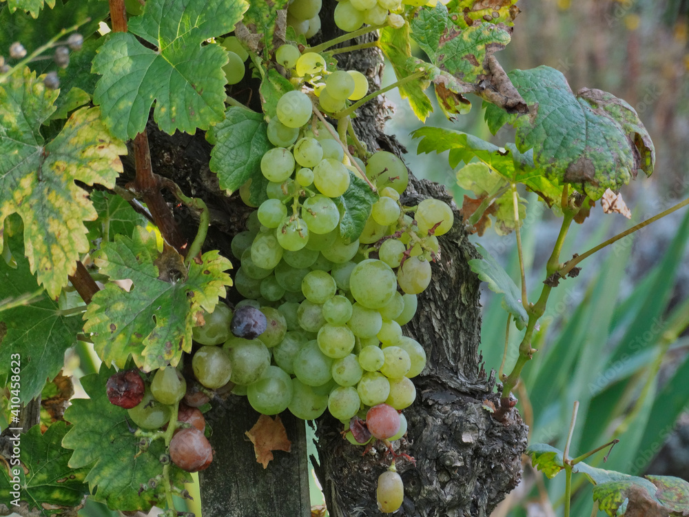 Fototapeta premium Eine grüne, reife Traube - A green, ripe grape