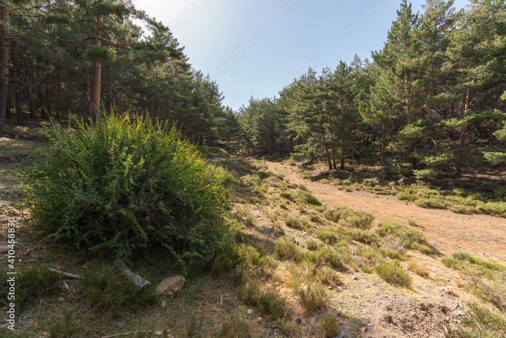 pine forest in Sierra Nevada in southern Spain pine forest in Sierra Nevada in southern Spain