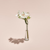 White flower and vase minimal summer or spring still life on pastel pink background. Sunlight, hard shadow. Wedding, party fashion concept