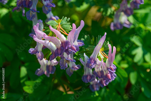Corydalis solida, Gefingerter Lerchensporn, Papaveraceae, Mohngewächse, Rhoeadales