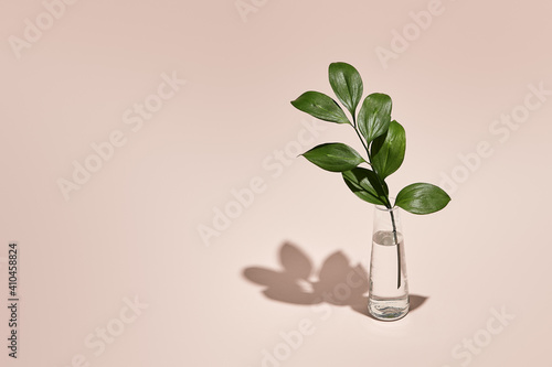 Green leaf and vase minimal summer or spring still life on pastel pink table. Sunlight, hard shadow. Floral, interior, nature concept