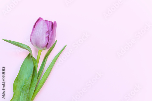 Flor tulipán de color morado sobre papel rosa.