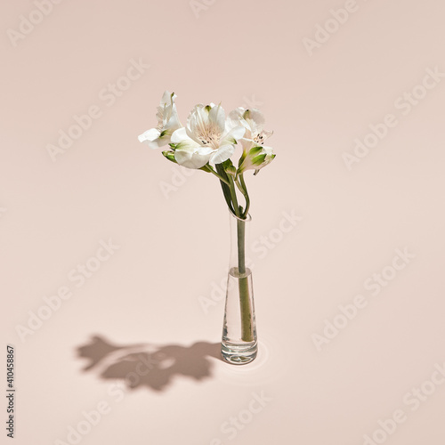 White flower and vase minimal summer or spring still life on pastel pink background. Sunlight, hard shadow. Wedding, party fashion concept