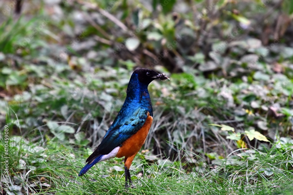 Singvögel - Dreifarben-Glanzstar (Lamprotornis superbus) Singvögel - Dreifarben-Glanzstar (Lamprotornis superbus)