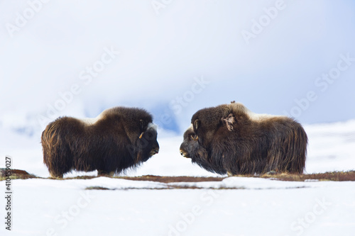 musk ox watching in autumn in the tundra landscape of Dovrefjell National Park. Norway. Europe