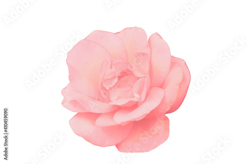 pink rose isolated on white