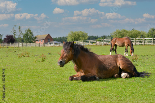 Fényképezés Ponies relaxing in field on a warm sunny summers day in rural Shropshire