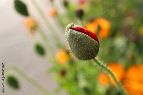 Botanical garden with beautiful flower in its capsule.