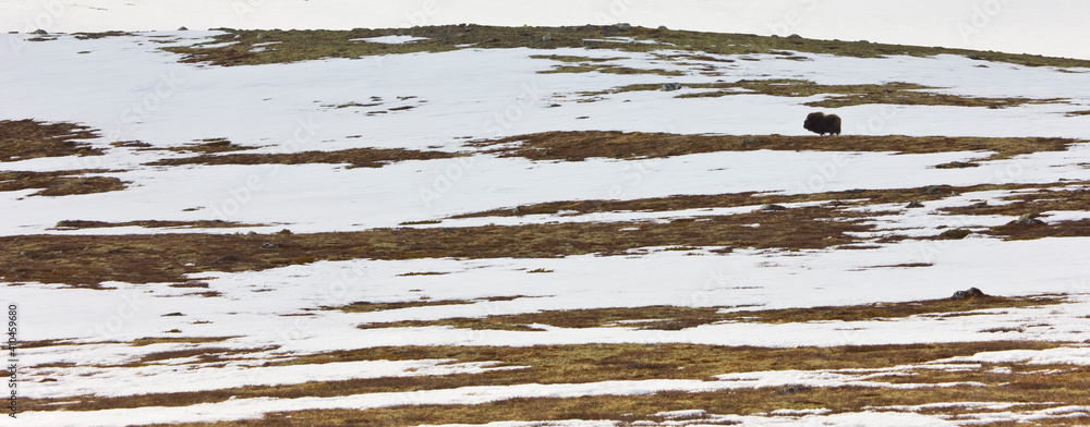 Naklejka premium Musk Oxen in Autumn in the tundra landscape of Dovrefjell National Park. Norway. Europe