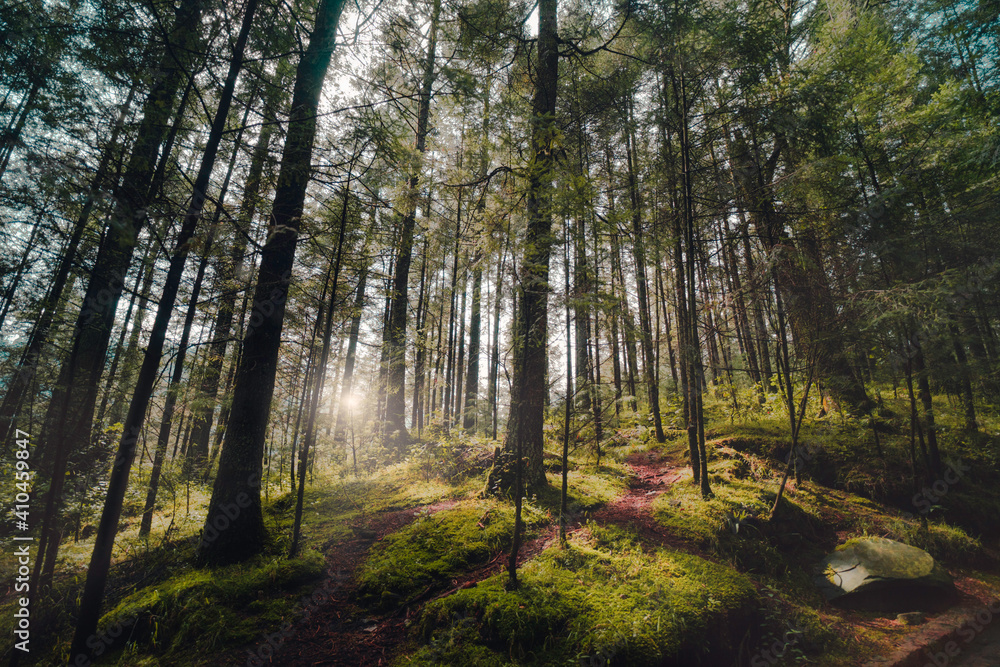 Fototapeta premium Hermoso amanecer en el bosque