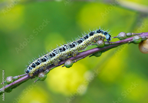 Pieris brassicae caterpillar