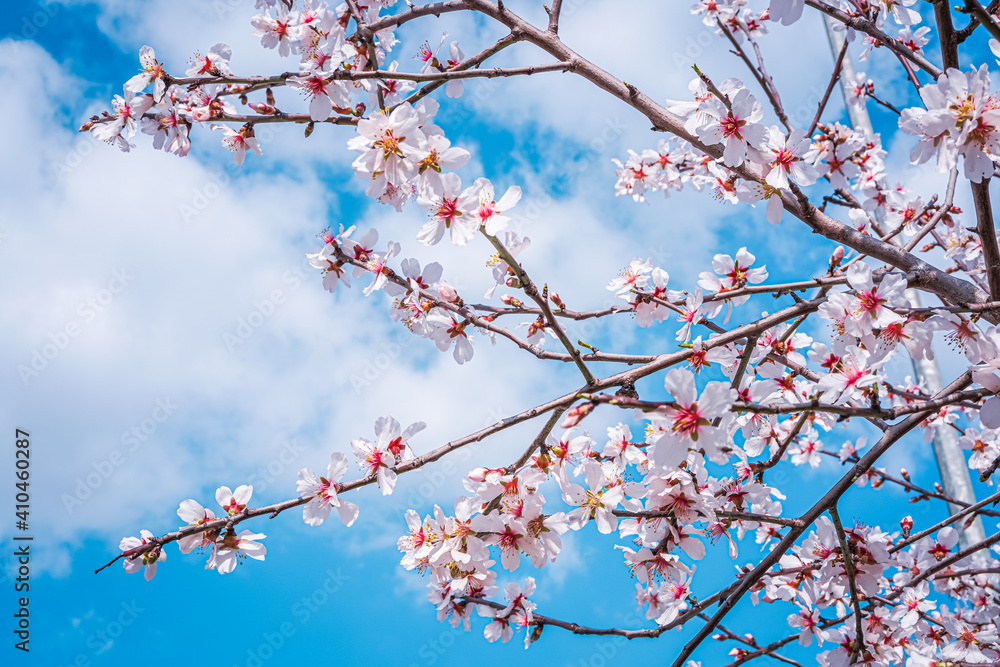 A flowering tree from the spring season. Close-up view of pink flowers. A flowering tree from the spring season. Close-up view of pink flowers.