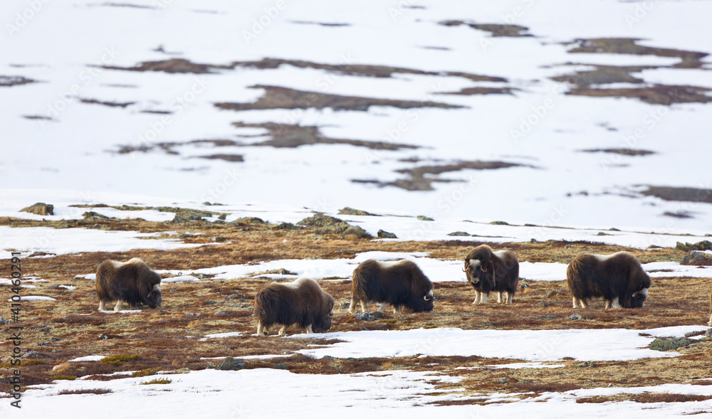 Musk Oxen in Autumn in the tundra landscape of Dovrefjell National Park. Norway. Europe Musk Oxen in Autumn in the tundra landscape of Dovrefjell National Park. Norway. Europe