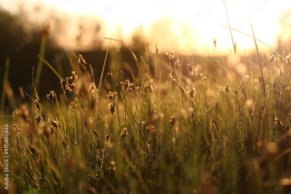 Grass in a wild field illuminated by the sun. Picturesque natural background. Nature at sunset