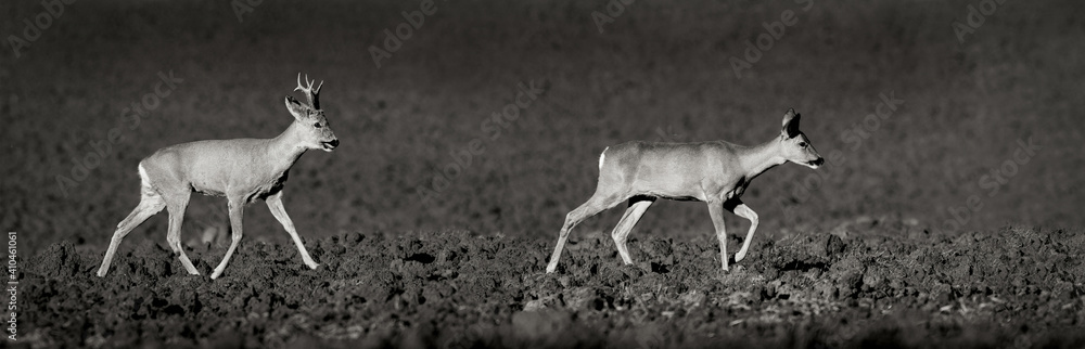 Φωτογραφία The roe deer couple in the field closeup in sepia colors