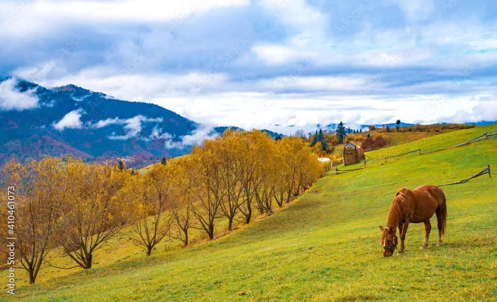 Fototapeta premium A handsome stallion walks in the field and eats juicy grass