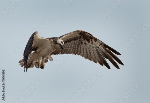 Closeup of a Osprey in flight at Hawar island of Bahrain