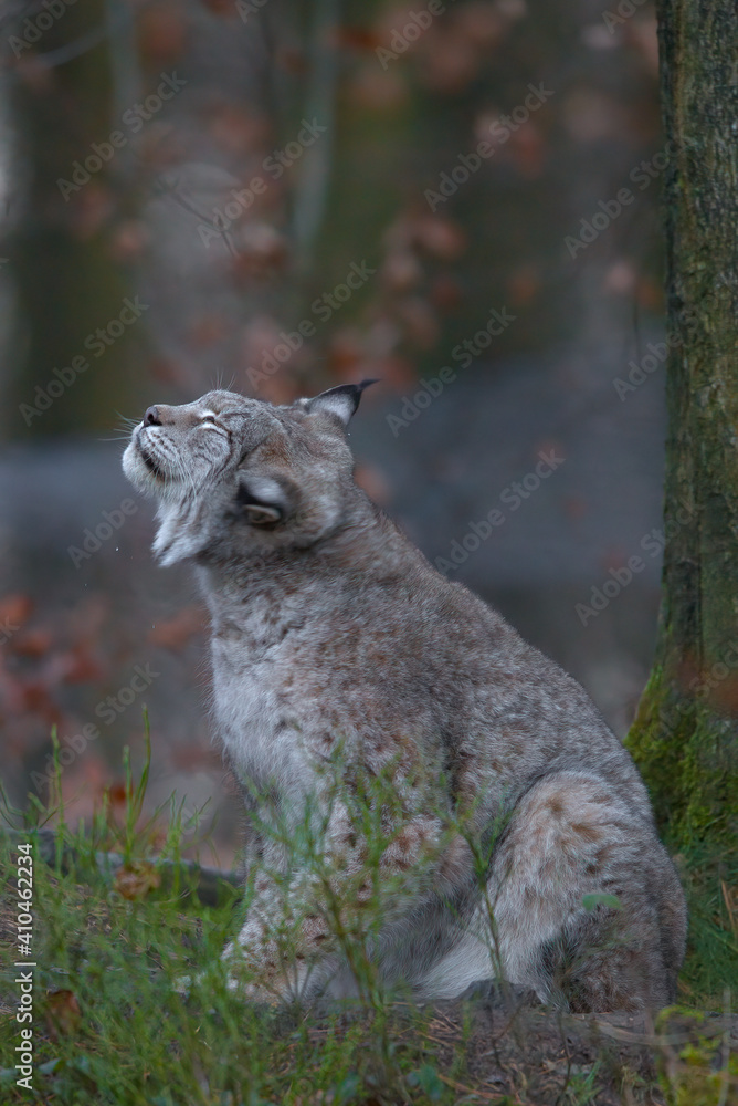 Obraz premium Europäischer Luchs (Lyny lynx)