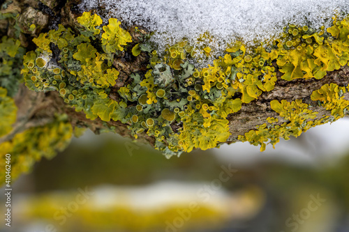 Closeup of common orange lichen (yellow scale) on a snow covered wooden tree branch in winter