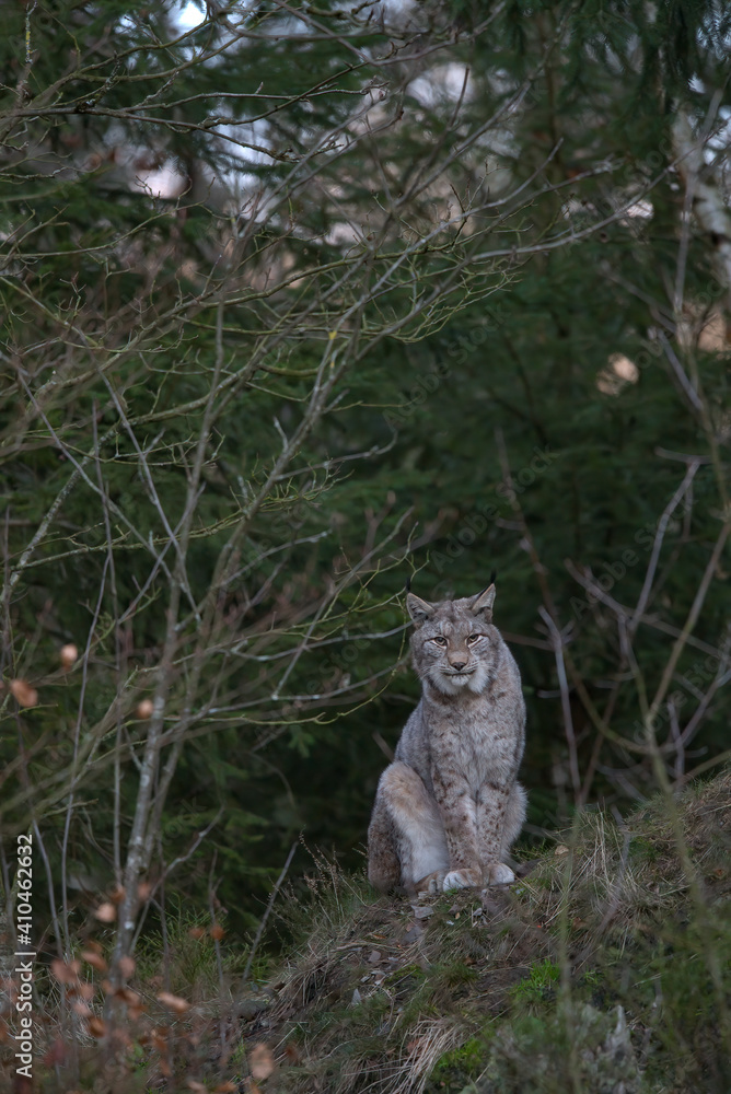 Obraz premium Europäischer Luchs (Lyny lynx)