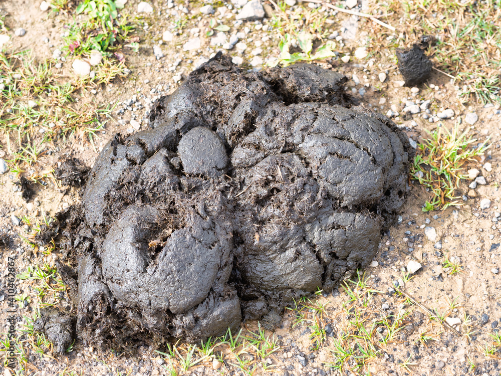 Fototapeta premium cow poop in Asturias, Spain