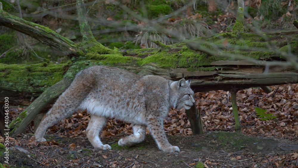Fototapeta premium Europäischer Luchs (Lyny lynx)