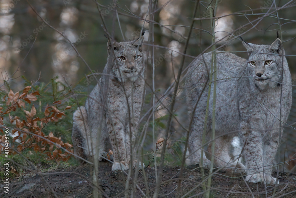 Naklejka premium Europäischer Luchs (Lyny lynx)