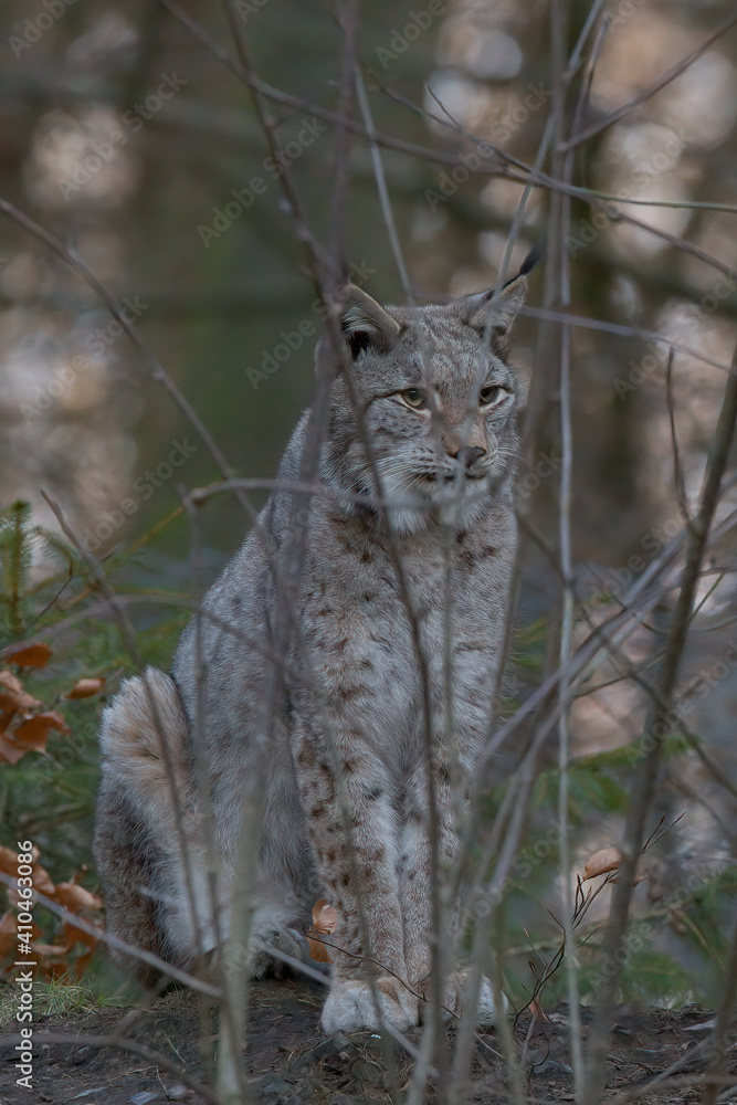 Fototapeta premium Europäischer Luchs (Lyny lynx)