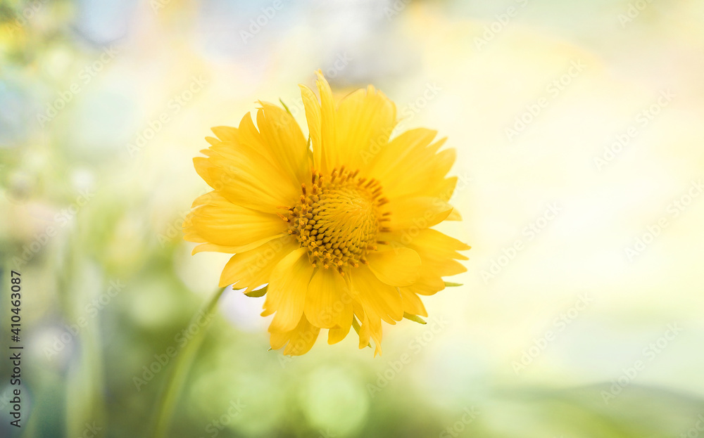 Obraz premium yellow flower background