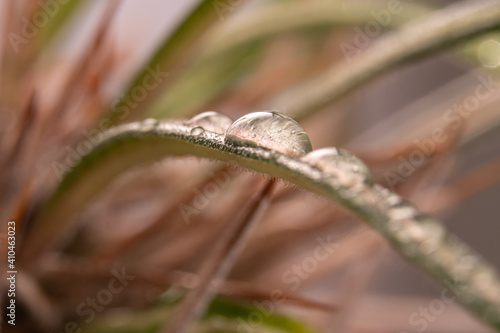 Artistic closeup of Madagascar palm (Pachypodium lamerei) with water drops