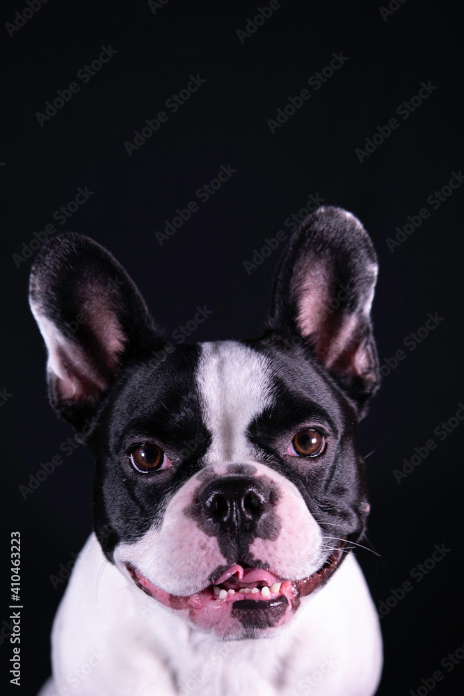 French bulldog portrait on black background smiling. Beautiful dog with big ears