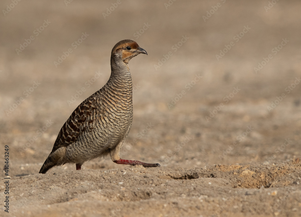 A Grey francolin moving away at adhari, Bahrain A Grey francolin moving away at adhari, Bahrain