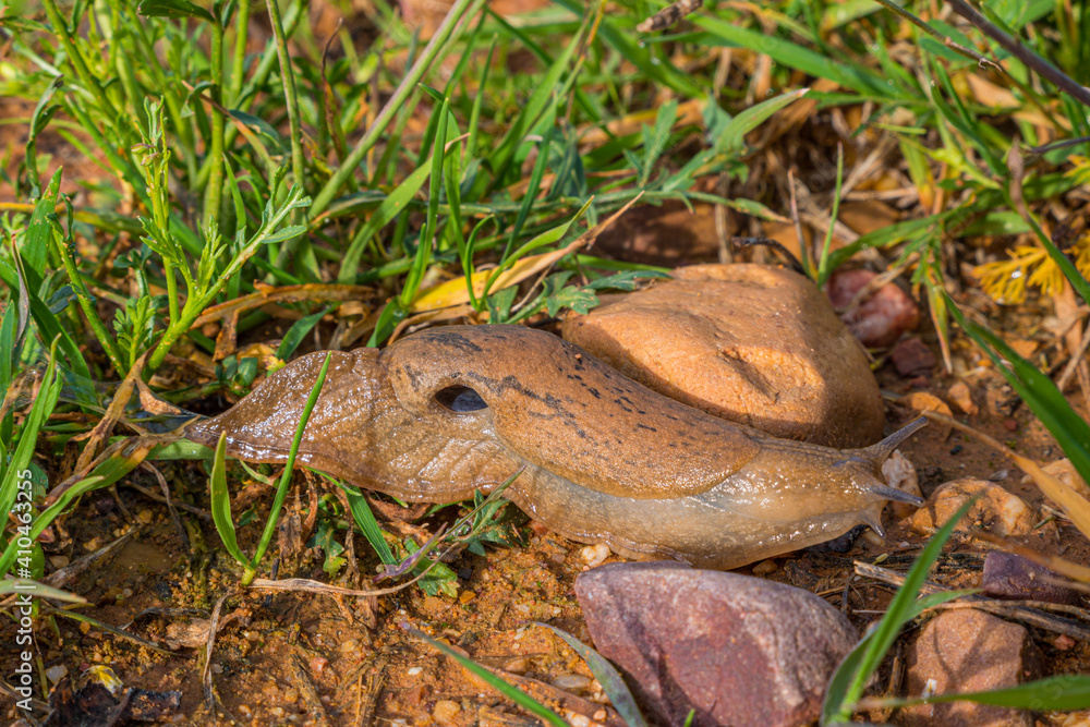 slug crawling in the middle of a path near the field