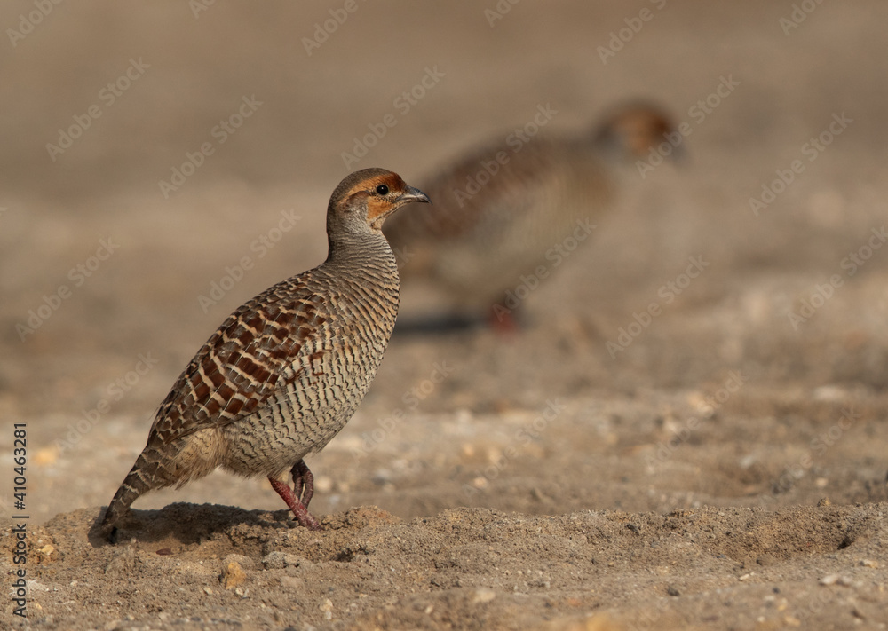 A pair of Grey francolin at adhari, Bahrain. Selective focus in the front. A pair of Grey francolin at adhari, Bahrain. Selective focus in the front.