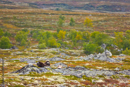 Musk Oxen in Autumn in the tundra landscape of Dovrefjell National Park. Norway. Europe
