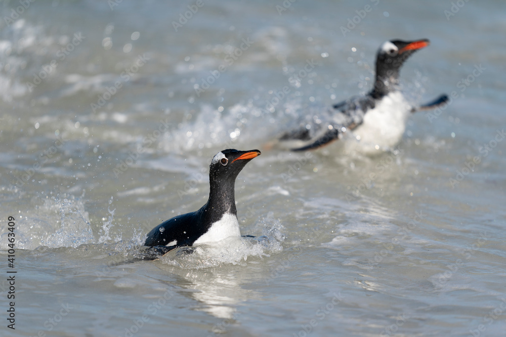 Fototapeta premium The gentoo penguin (Pygoscelis papua)