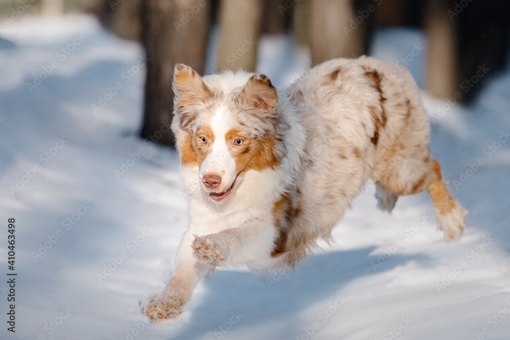 Australian Shepherd dog running in the snow