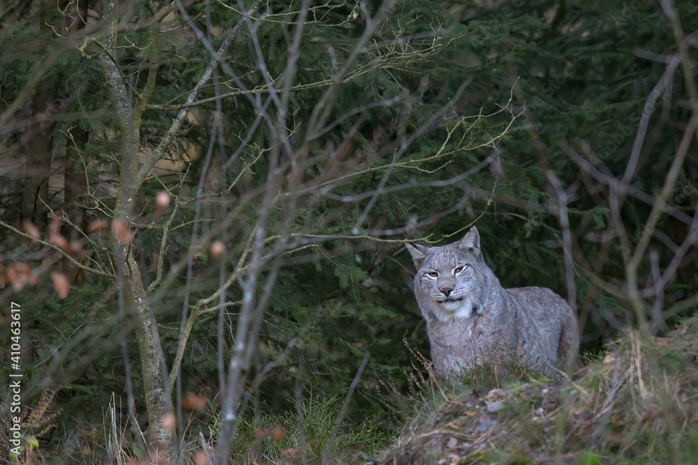 Fototapeta premium Europäischer Luchs (Lyny lynx)