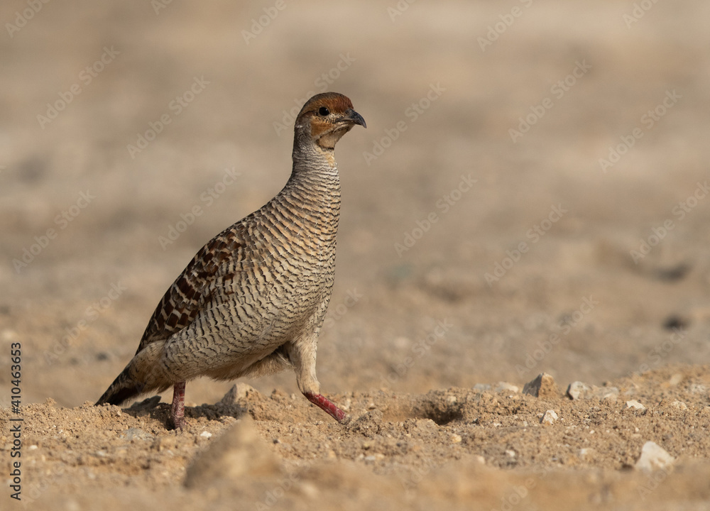 Closeup of a Grey francolin at adhari, Bahrain Closeup of a Grey francolin at adhari, Bahrain
