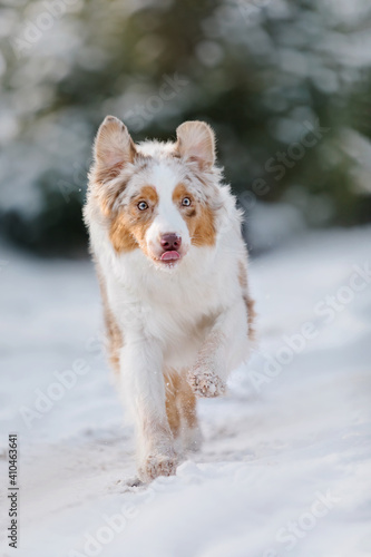 Australian Shepherd dog running in the snow © OlgaOvcharenko