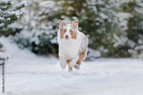 Australian Shepherd dog running in the snow © OlgaOvcharenko
