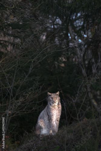 Europäischer Luchs (Lyny lynx) photo