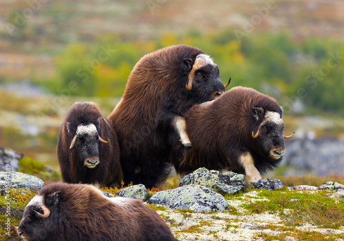 Musk Oxen in Autumn in the tundra landscape of Dovrefjell National Park. Norway. Europe