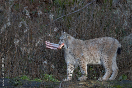 Europäischer Luchs (Lyny lynx) photo