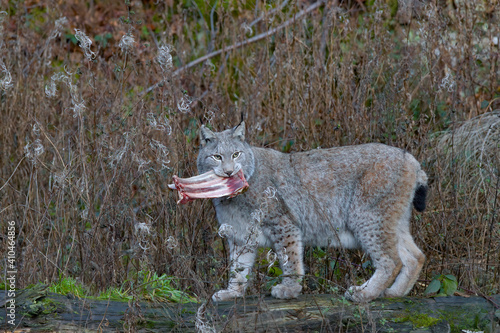 Europäischer Luchs (Lyny lynx) photo