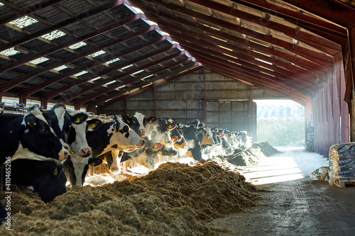 A cow is standing in the dirt, Dairy cows in a farm
A herd of cattle standing on top of a metal fence. Dairy cows in a farm
