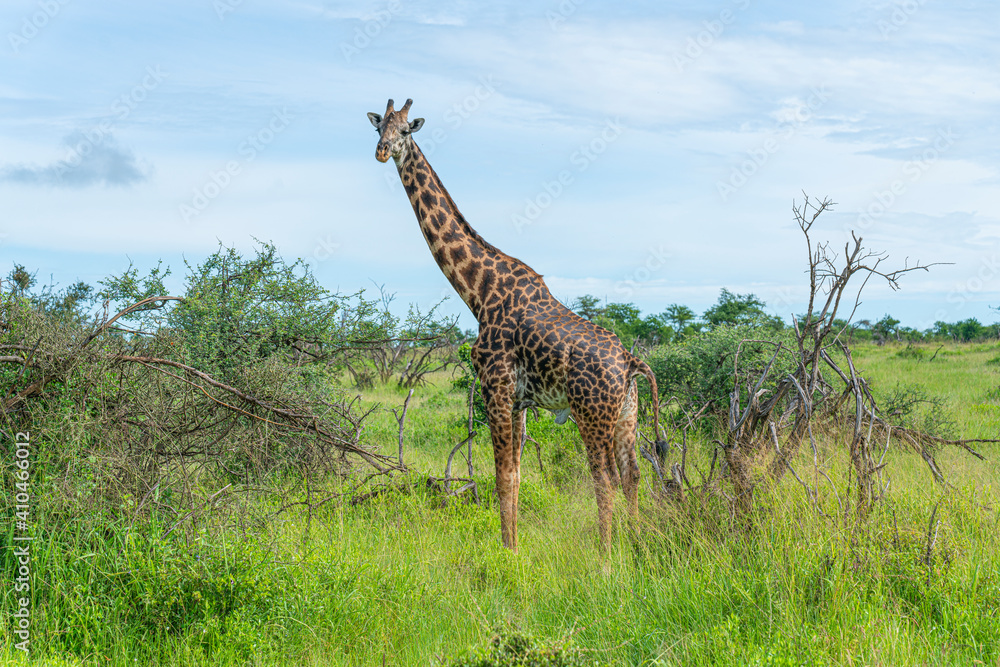Fototapeta premium Close-up of a young giraffe.