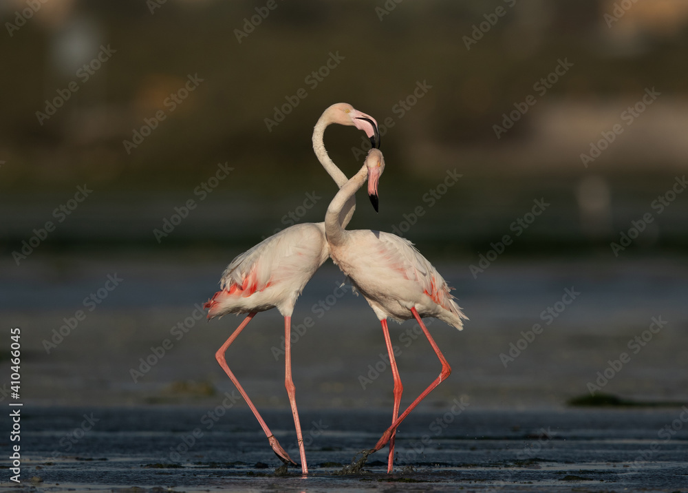 Obraz premium Greater Flamingos territory dispute while feeding at Eker creek, Bahrain