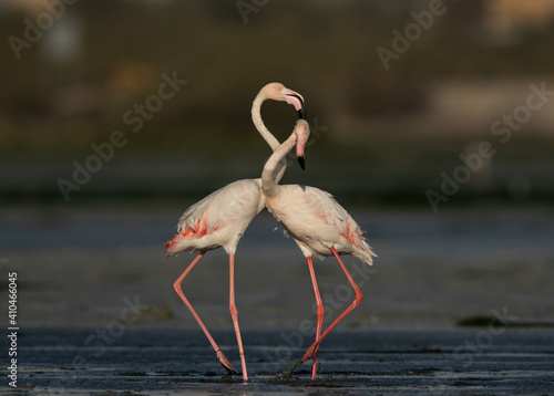 Greater Flamingos territory dispute while feeding at Eker creek, Bahrain